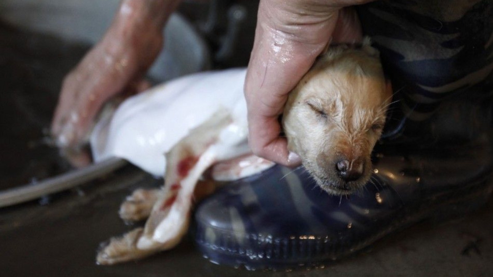 China proposes ban on dog meat, will South Korea follow suit?