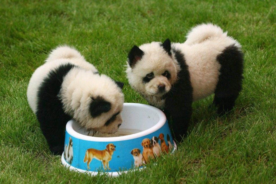 Panda dogs