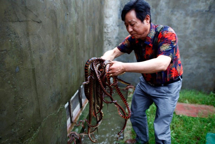 Yang Hongchang, boss of the snake rearing company holds snakes at the snake farm in Zisiqiao village