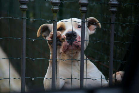 Caged Dog