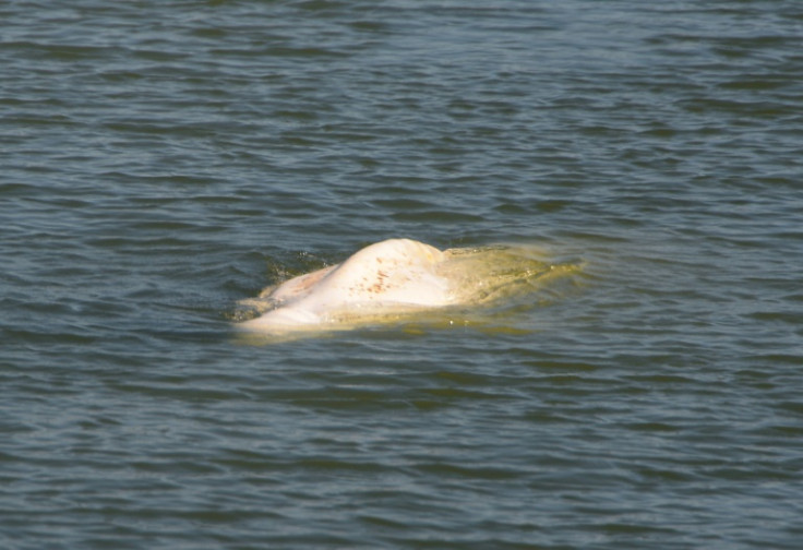 The whale was first spotted on Tuesday in the river that runs through Paris to the English Channel