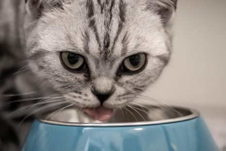 Cat Food, Food Bowl