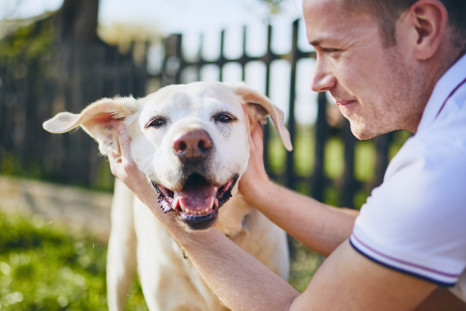 The 6 Ways To Take Care Of Your Dog's Mental Health