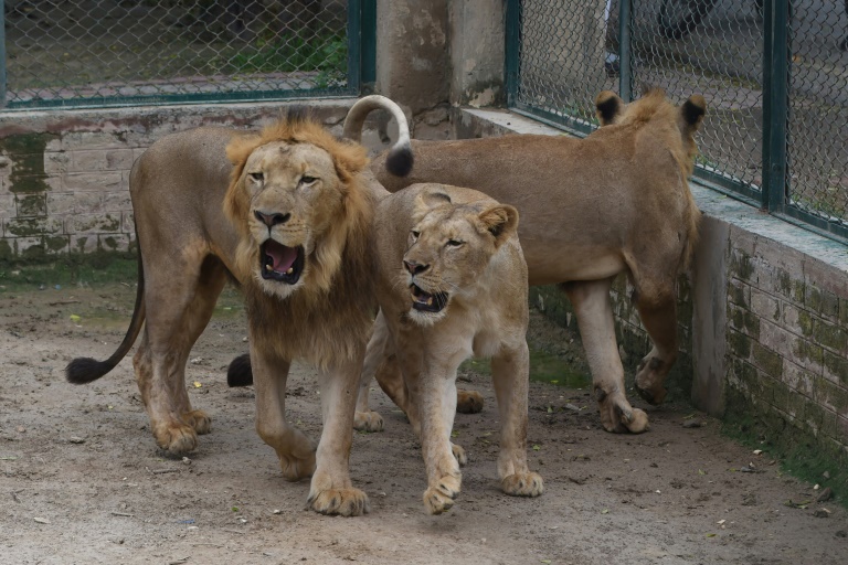 pakistan-zoo-cancels-lion-auction-plans-expansion-instead-ibtimes