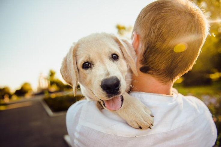 dogs and humans