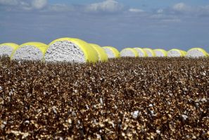 Cotton bales in a field at Pamplona farm in Cristalina, Brazil on July 14, 2022