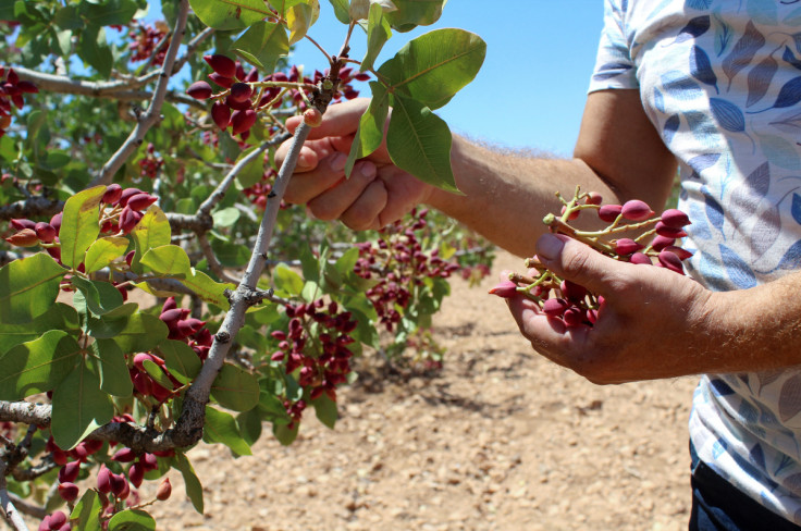 Farmer Nayef Ibrahim tends to a pistachio tree at his farm, in the northwestern village of Maan