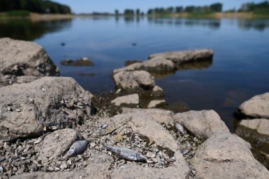 German authorities looking for cause of mysterious fish deaths