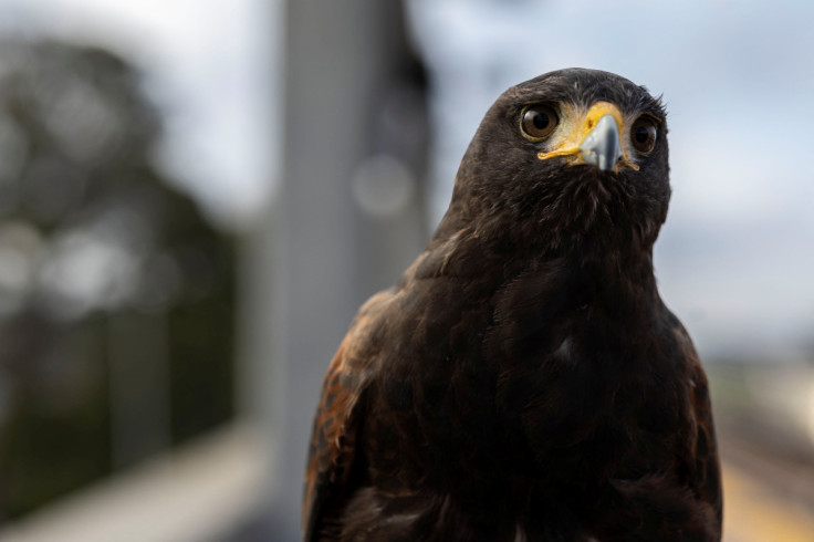 San Francisco metro system hires bird of prey to scare pigeons away