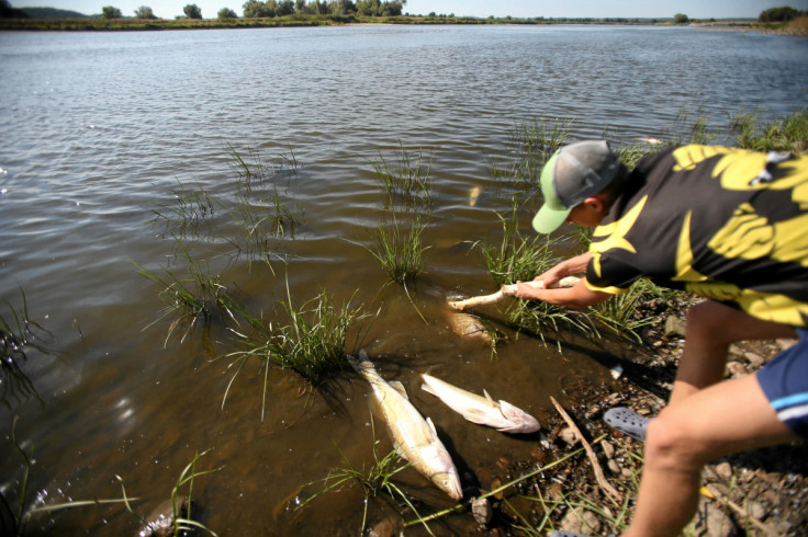Oder river water contaminated causing the mass extinction of fish