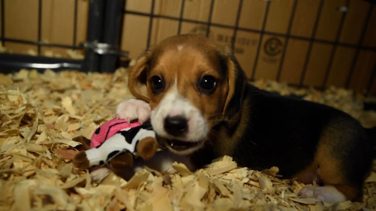 Humane Society To Save 4,000 Beagles From Breeder To Find 'Everloving Homes'