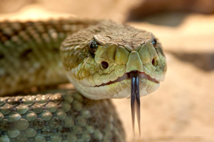 Representational image: Snake 