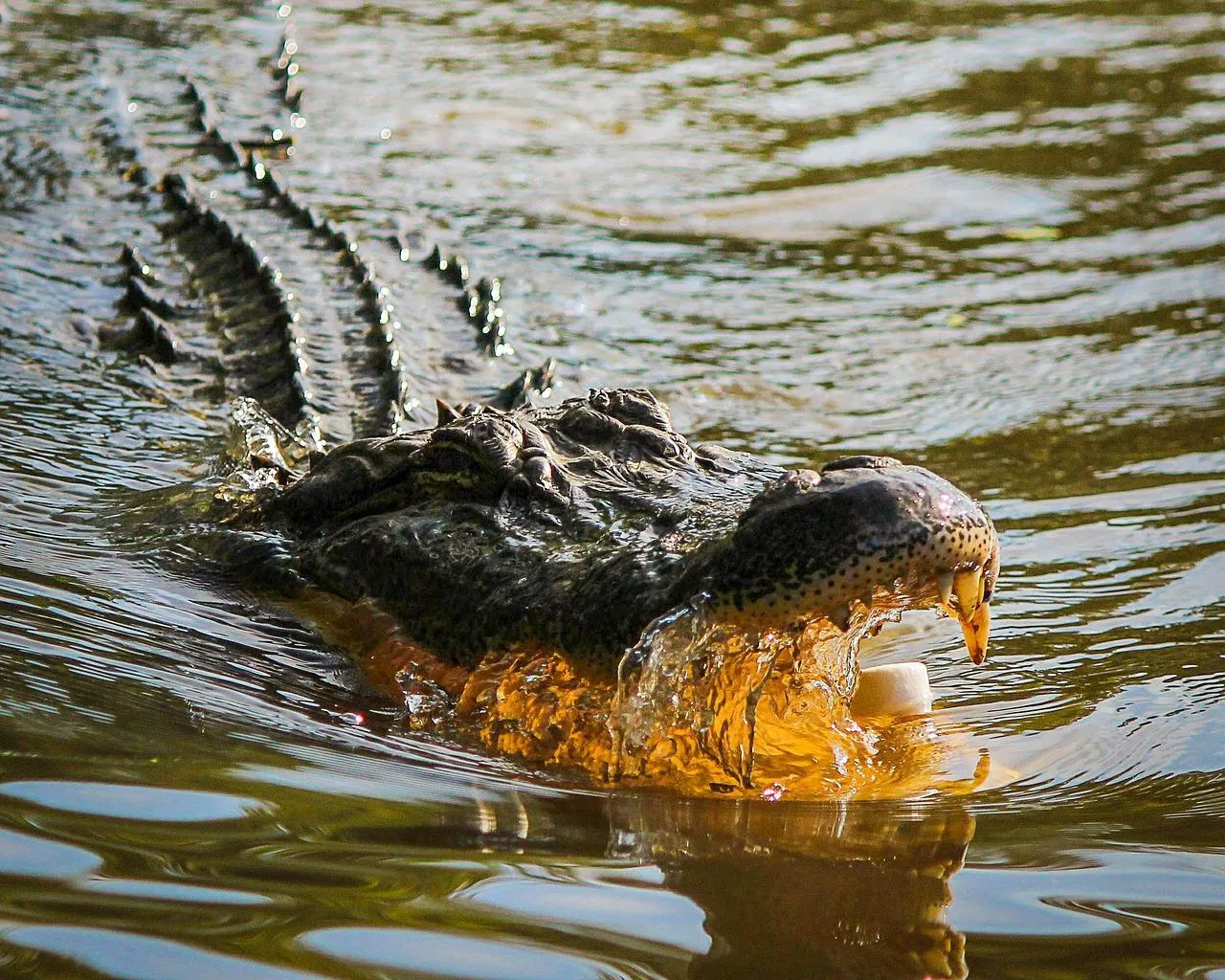 88-Year-Old Woman Slips Into Pond, Gets Killed In Alligator Attack - Vimarsana News
