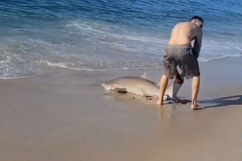 Man Battles Shark With Bare Hands On New York Beach