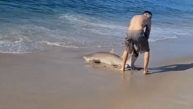 Man Battles Shark With Bare Hands On New York Beach