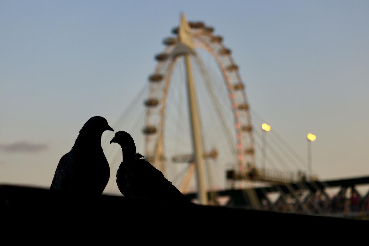 Couple Have Sex On Ferris Wheel In Full View Of Young Park Visitors Ibtimes