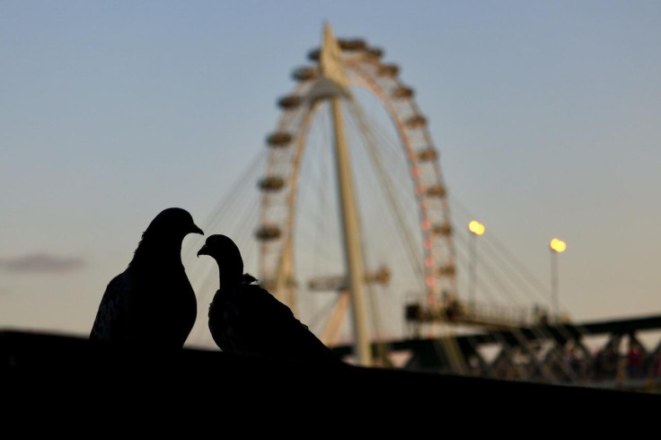 Two birds in front of a Ferriswheel