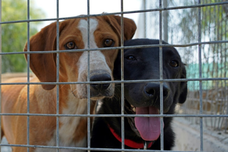 More than 3,000 dogs are estimated to be housed in shelters across Cyprus