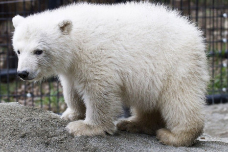 Handout of polar bear cub Qannik