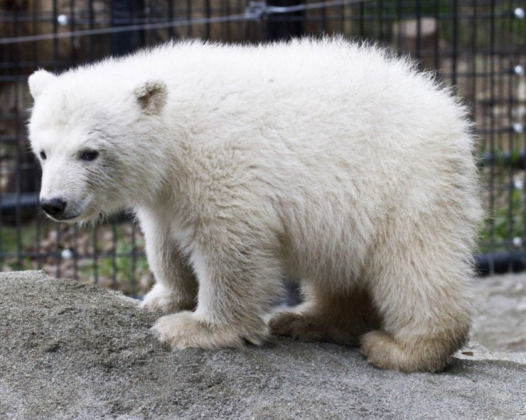 Handout of polar bear cub Qannik