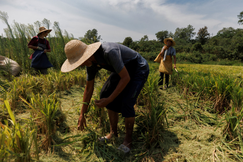 Farmers pick ears of rice left over by a paddy harvester as the region experiences a drought outside Jiujiang city