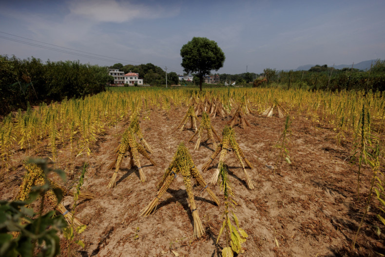 Harvested crops dry in a field as the region experiences a drought outside Jiujiang city
