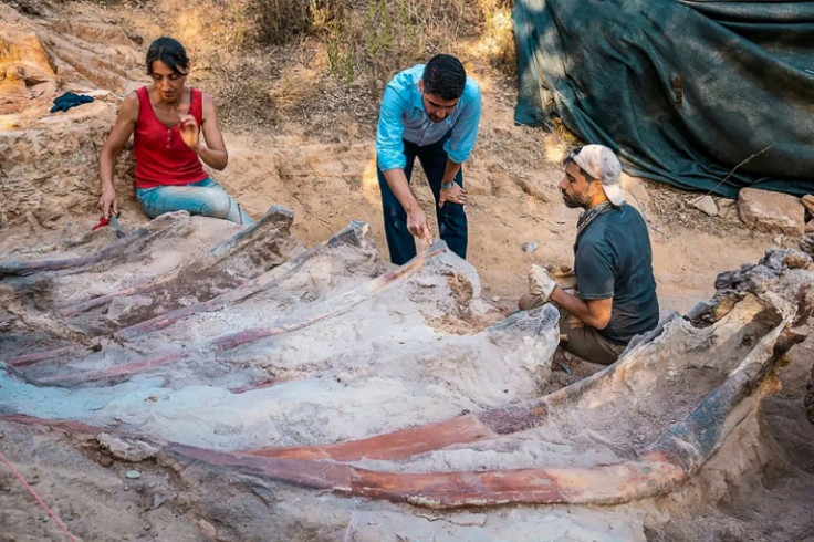 One of the sauropod's ribs is about three metres long