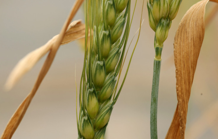A wheat sample exposed to increased levels of Ozone is seen at the UK Centre for Ecology and Hydrology research site near Bangor