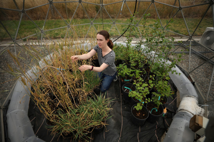 Spatial data analyst Katrina Sharps examines a wheat crop that has been exposed to increased levels of Ozone inside a solar dome at the UK Centre for Ecology and Hydrology research site near Bangor