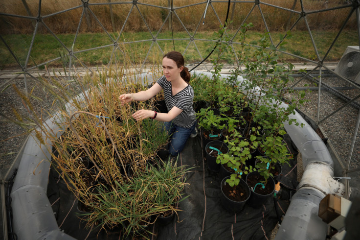 Spatial data analyst Katrina Sharps examines a wheat crop that has been exposed to increased levels of Ozone inside a solar dome at the UK Centre for Ecology and Hydrology research site near Bangor