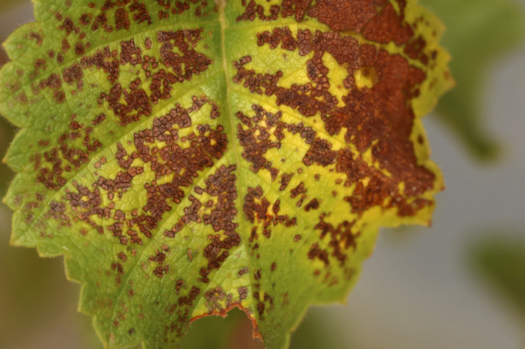 Damage is seen on the leaf of a Silver Birch tree exposed to increased levels of Ozone at the UK Centre for Ecology and Hydrology research site near Bangor