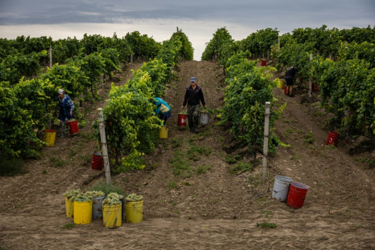 Ukraine's Olvio Nuvo vineyard owes its name to the ancient Greek city of Olbia