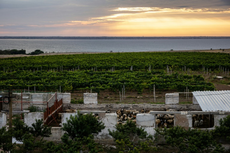 Since the February 24 invasion, however, the vineyard has lost its usual tranquility