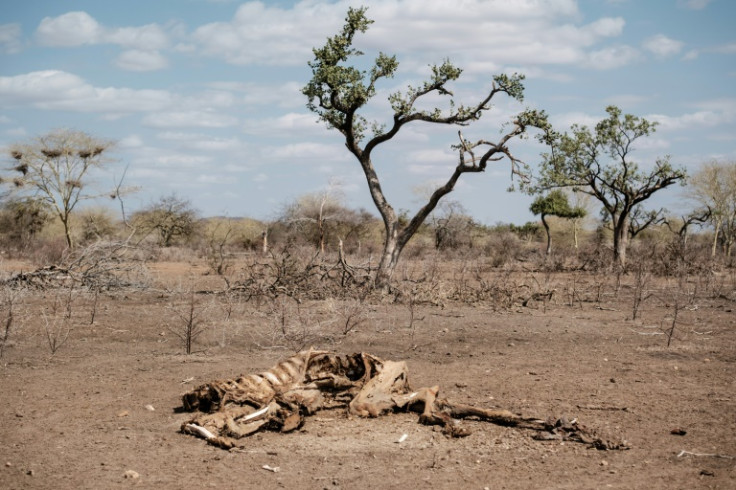 The drought devastating the Horn of Africa is the worst in four decades