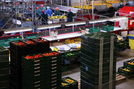 Employees sort peppers in the packaging area of ​​a greenhouse in Grubbenvorst