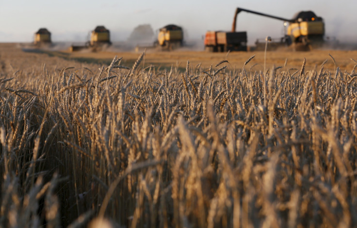 Combine ⁤harvesters⁣ work on wheat field of ⁤Solgonskoye farming‌ company near village of Talniki