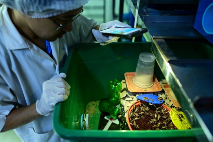 While many Thai insect farms cater to animal feed needs, some are now focused on edible insects for humans