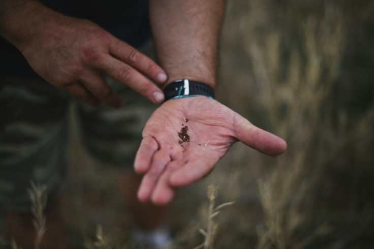 The Dijon region has been famous for its mustard seeds since the Middle Ages, but production has been decimated by pests