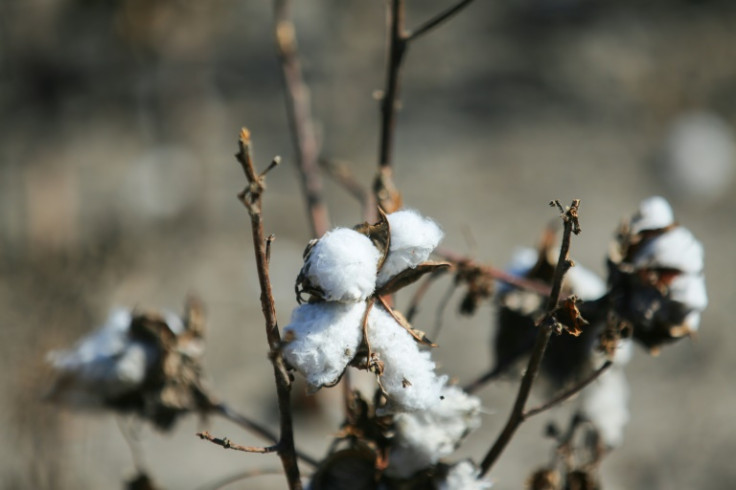 Texas produces almost half of America's cotton, and the United States is the world's third largest supplier, behind India and China. This year, national production will hit its lowest level since 2015, down 21 percent year-on-year, and Texas will suffer a