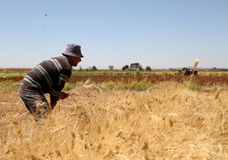 Farmer Imad al-Sayyed harvests wheat in a field in Deir Khabieh