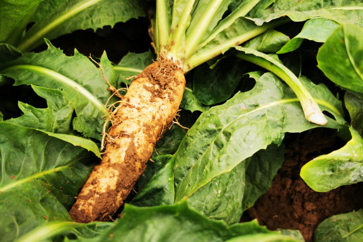 Fear of production halt sprouts among French farmers facing spike in energy bills