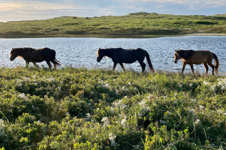 Wild horses run on the grasslands of the remote Sable Island National Park Reserve