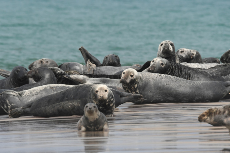 Some of the world’s largest breeding colony of grey seals are seen on the Atlantic coast's Sable Island