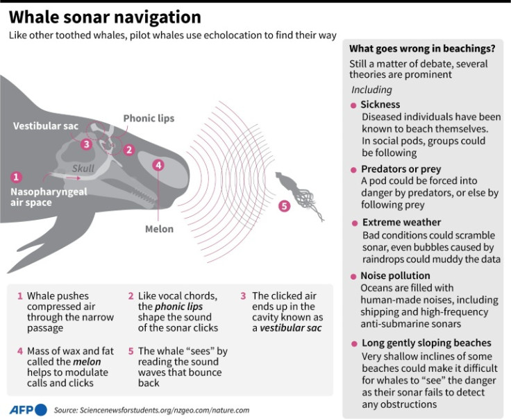 Graphic looking at how pilot whales use echolocation to navigate underwater, and listing various theories about what could go wrong to lead to strandings.