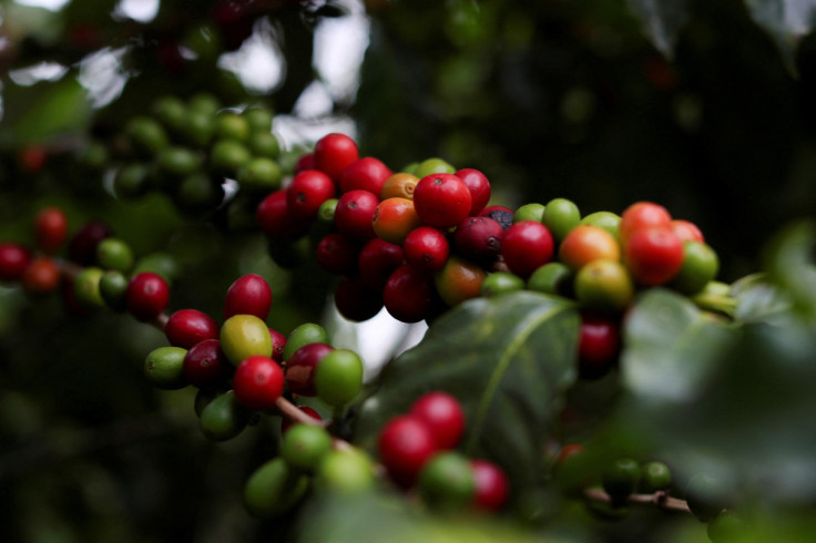 Sao Paulo's Biological Institute hosts one of the largest urban coffee plantations in the world