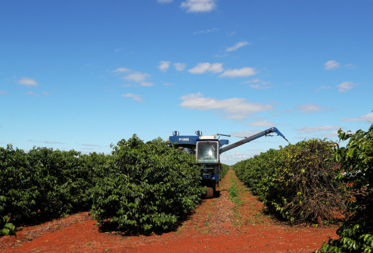 A harvesting machine harvests coffee in a plantation in the town of Sao Joao da Boa Vista