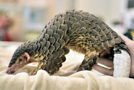 Pangolins are described by conservationists as the world's most trafficked mammal, with traditional Chinese medicine being the main driver