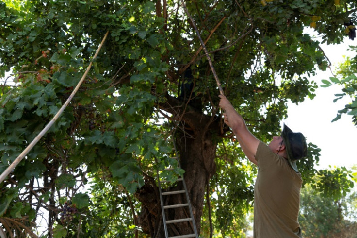 Theophanis Christou, 20, and his grandfather Christos Charalambous, 79, (up the tree) harvest carob from a tree in Cyprus's  southern village of Asgata