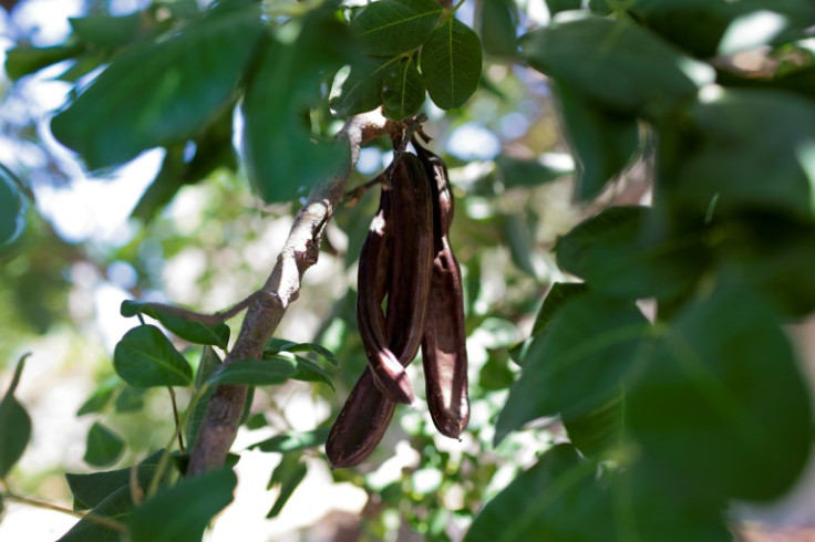 For some, carob has a chequered reputation as a chocolate substitute