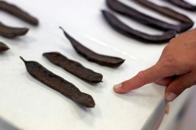 The thick brown pods of carob trees can be eaten raw or ground up to make sweet syrups, spreads, toffees and drinks
